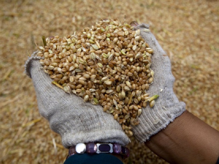 Rekordowe zbiory pszenicy w Pakistanie